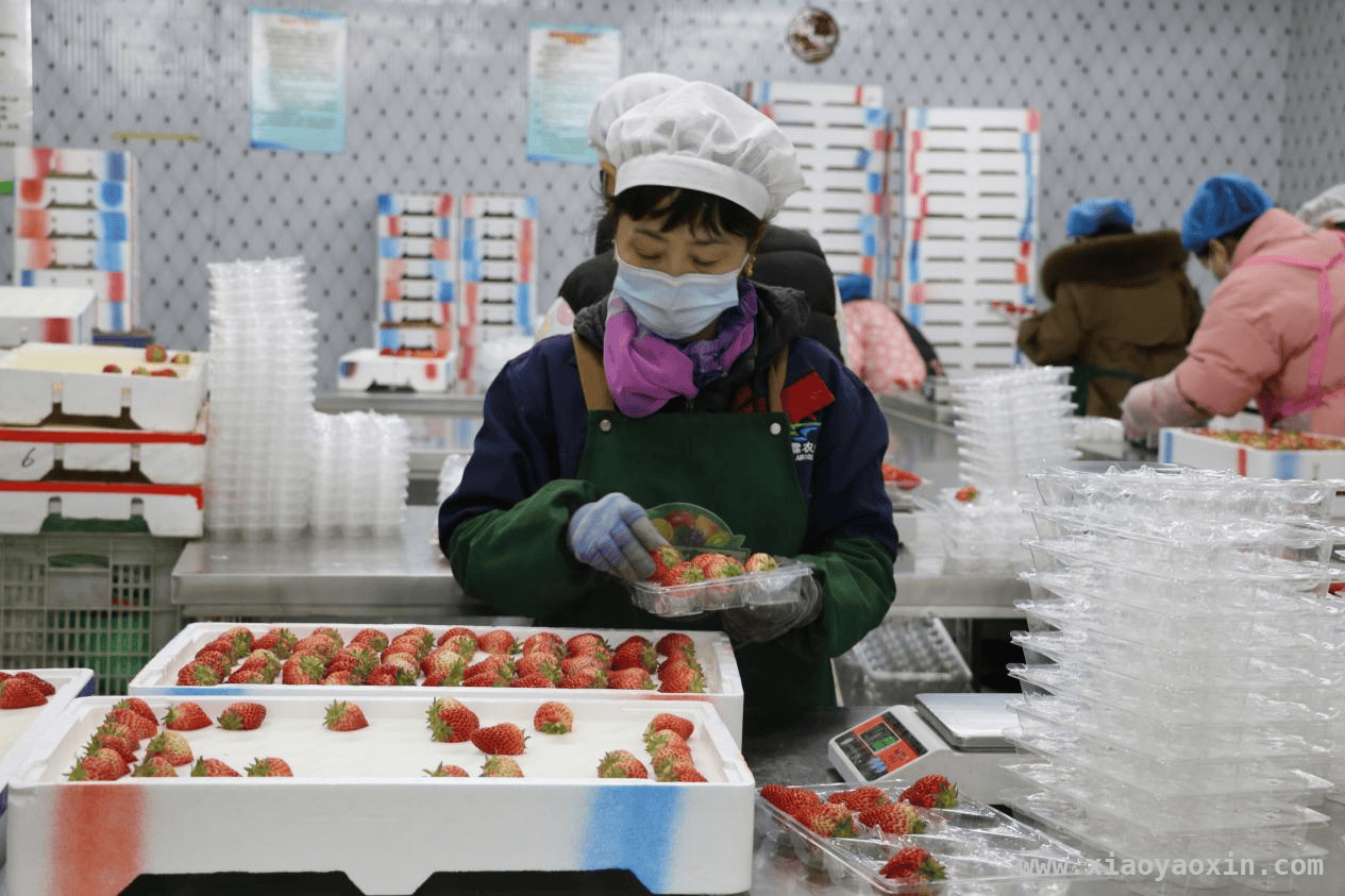 草莓基地夫妻档：用汗水浇灌幸福生活，20 年坚守有机草莓，刘艳彬助力乡村共富