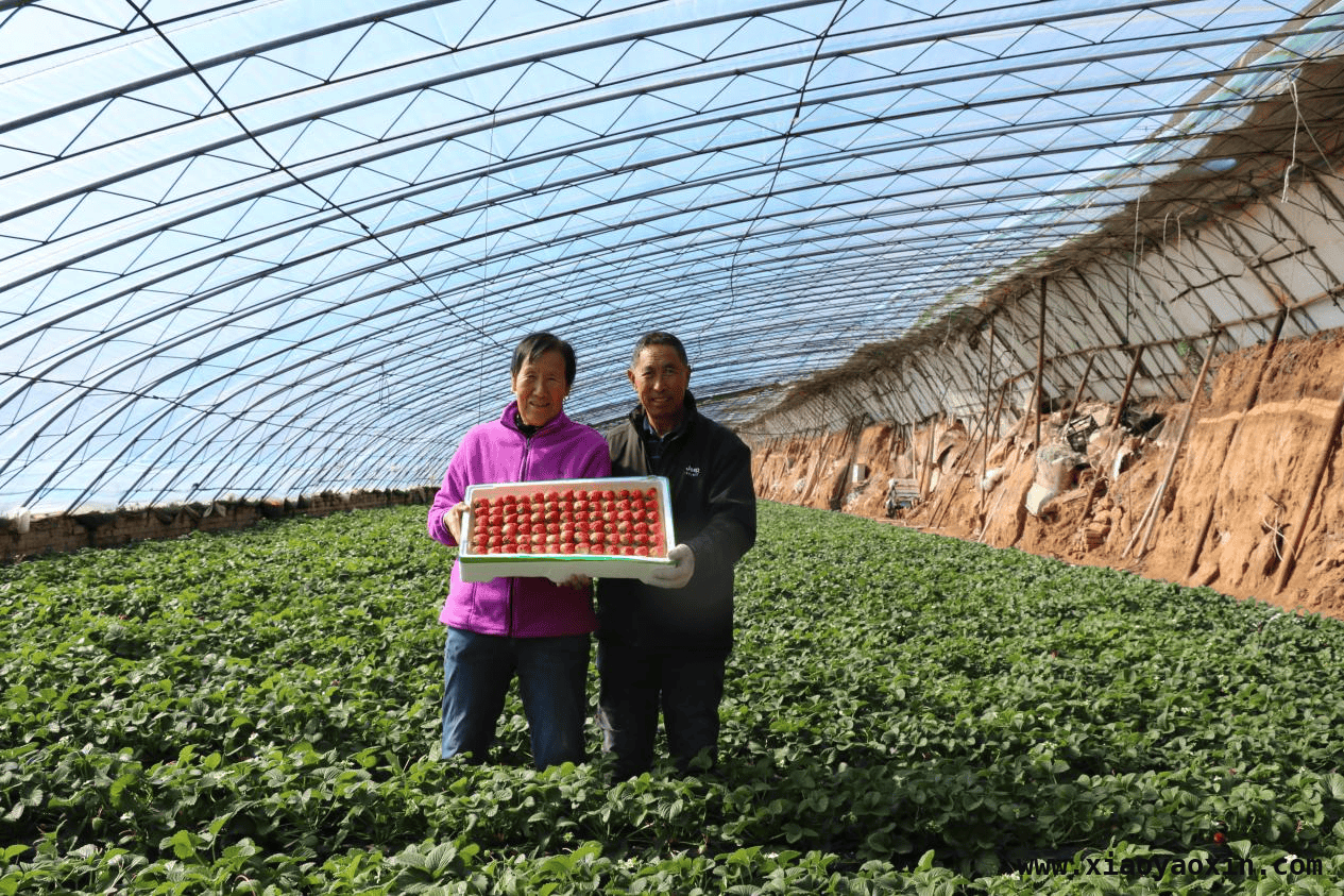 草莓基地夫妻档：用汗水浇灌幸福生活，20 年坚守有机草莓，刘艳彬助力乡村共富