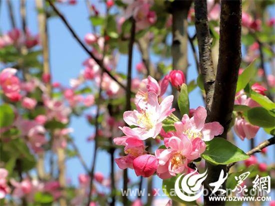 赵庙镇春日赏花，环境整治共筑乡村新景