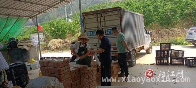 师宗邮政伸出援手，高良设里沃柑销售难题迎刃而解，师宗邮政助力沃柑丰收，果农笑迎美好未来