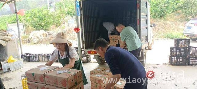 师宗邮政伸出援手，高良设里沃柑销售难题迎刃而解，师宗邮政助力沃柑丰收，果农笑迎美好未来