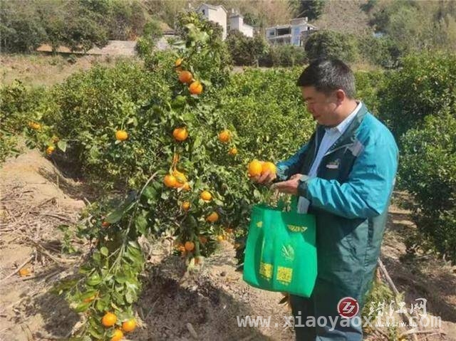 师宗邮政伸出援手，高良设里沃柑销售难题迎刃而解，师宗邮政助力沃柑丰收，果农笑迎美好未来