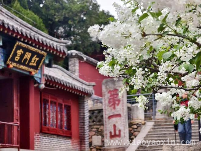 泰山红门古盘道：春花烂漫，邂逅历史与芬芳，漫步泰山红门古盘道，赴一场春花之约