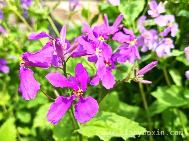 泰山红门古盘道：春花烂漫，邂逅历史与芬芳，漫步泰山红门古盘道，赴一场春花之约