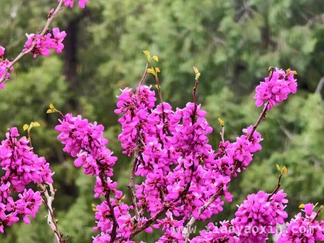 泰山红门古盘道：春花烂漫，邂逅历史与芬芳，漫步泰山红门古盘道，赴一场春花之约