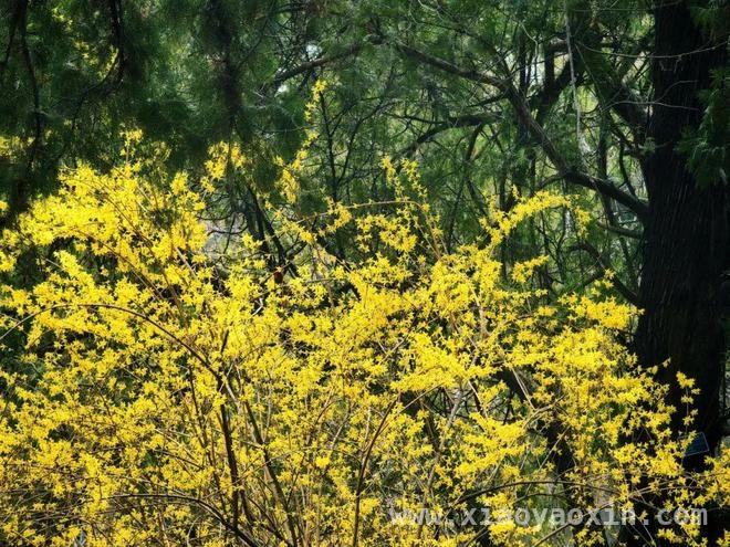 泰山红门古盘道：春花烂漫，邂逅历史与芬芳，漫步泰山红门古盘道，赴一场春花之约