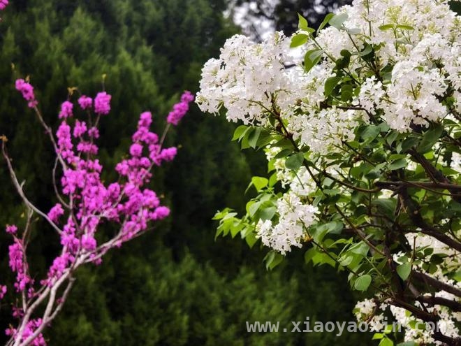 泰山红门古盘道：春花烂漫，邂逅历史与芬芳，漫步泰山红门古盘道，赴一场春花之约