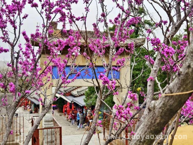 泰山红门古盘道：春花烂漫，邂逅历史与芬芳，漫步泰山红门古盘道，赴一场春花之约