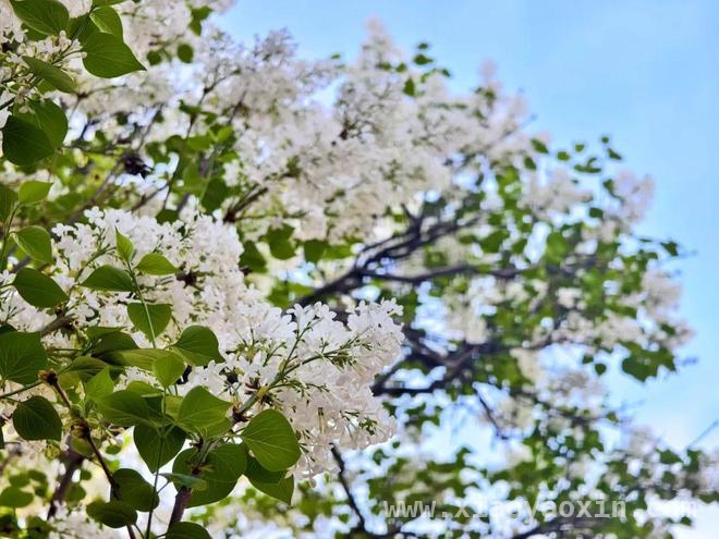 泰山红门古盘道：春花烂漫，邂逅历史与芬芳，漫步泰山红门古盘道，赴一场春花之约