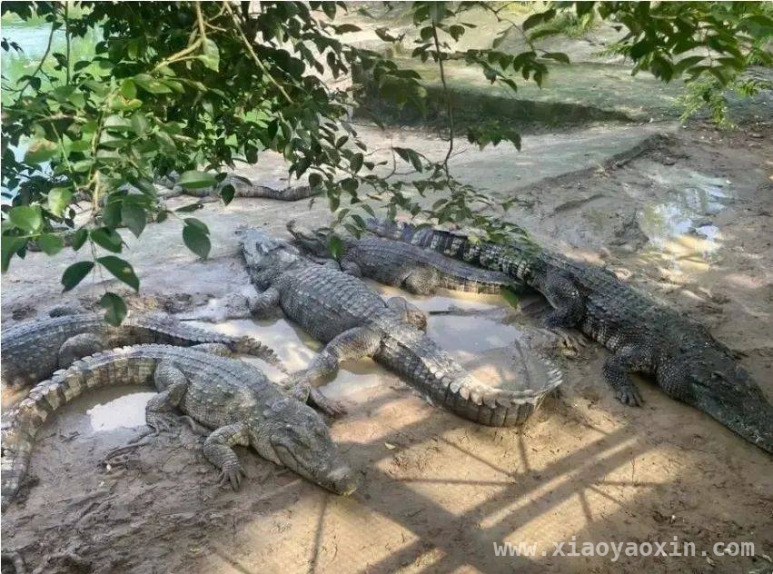 司法拍卖现奇景：深圳100吨活体鳄鱼三次上拍 400万起拍！深圳100吨活体鳄鱼司法变卖引关注