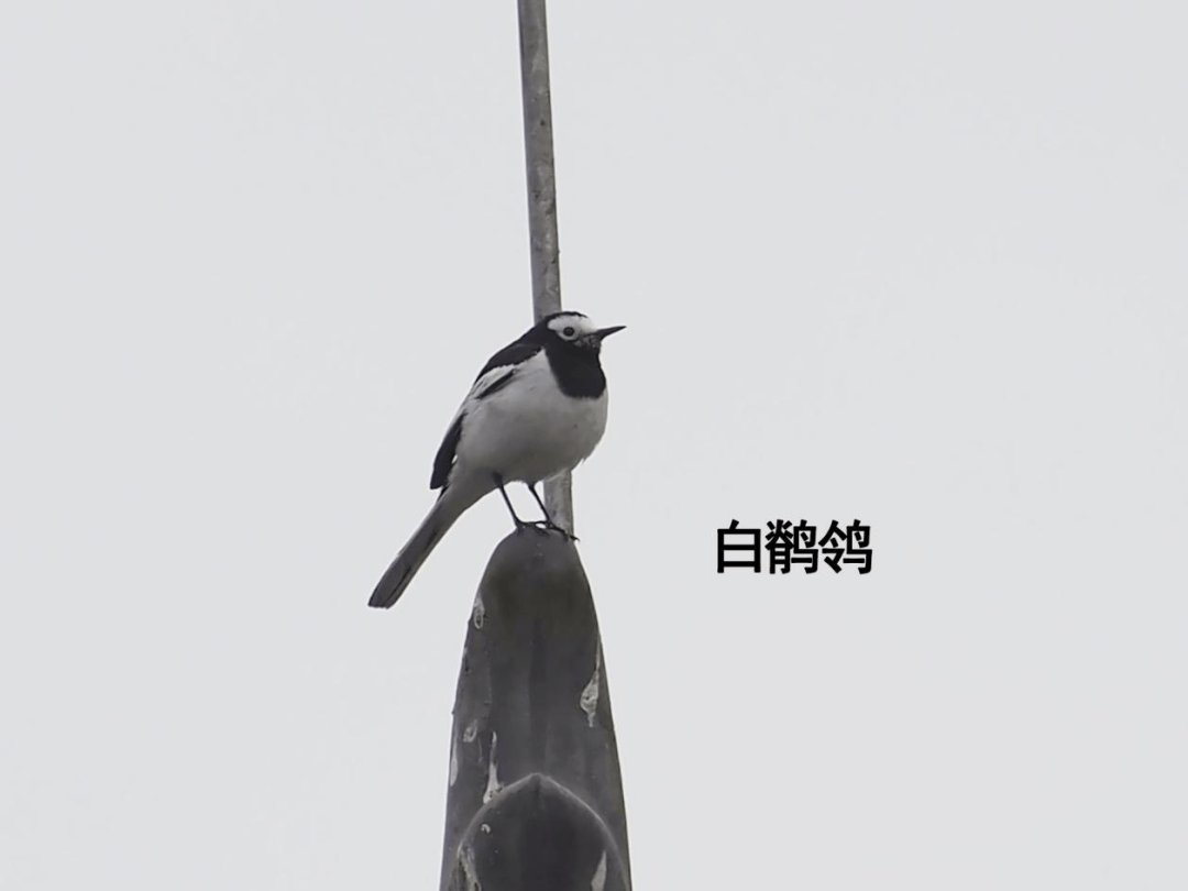 5. “爱鸟周”观鸟活动：在威远播下爱鸟护鸟的种子