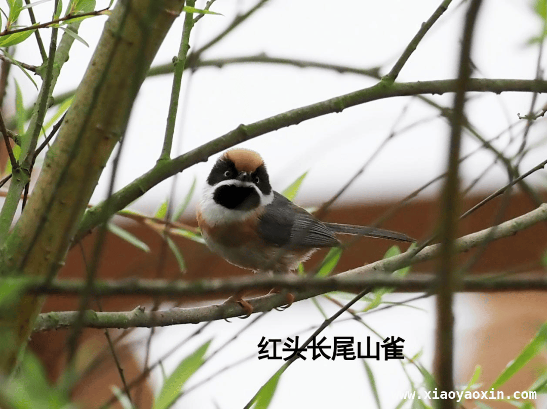 5. “爱鸟周”观鸟活动：在威远播下爱鸟护鸟的种子