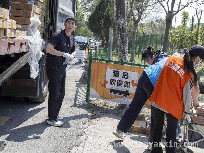 300只猫咪的新家！上海“猫岛”搬迁背后的故事