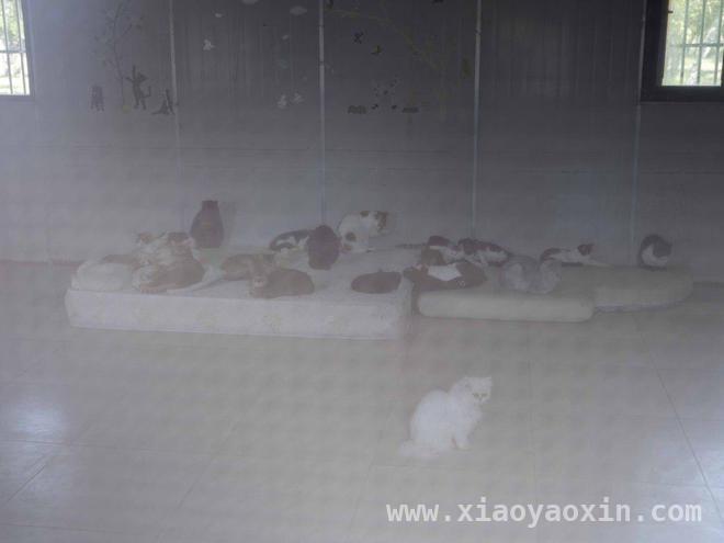 300只猫咪的新家！上海“猫岛”搬迁背后的故事