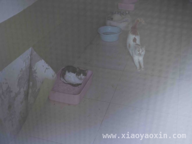 300只猫咪的新家！上海“猫岛”搬迁背后的故事