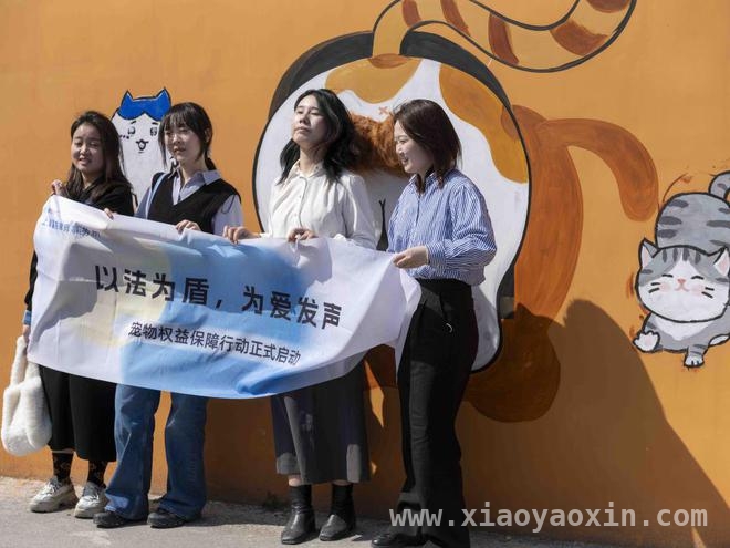 300只猫咪的新家！上海“猫岛”搬迁背后的故事