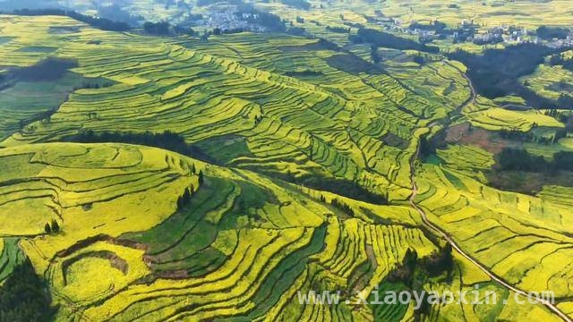 曲靖以花为媒，开启农文旅深度融合之旅，云南曲靖：花海绽放，农文旅融合新画卷