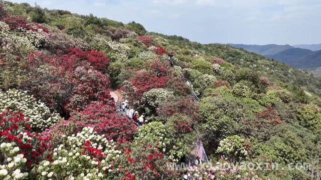 曲靖以花为媒，开启农文旅深度融合之旅，云南曲靖：花海绽放，农文旅融合新画卷