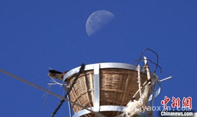 国网青海电力新行动：为高原珍稀鸟类撑起生态保护伞，2025护线爱鸟计划：国网青海电力推动电网与鸟类和谐共生