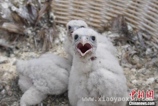 国网青海电力新行动：为高原珍稀鸟类撑起生态保护伞，2025护线爱鸟计划：国网青海电力推动电网与鸟类和谐共生