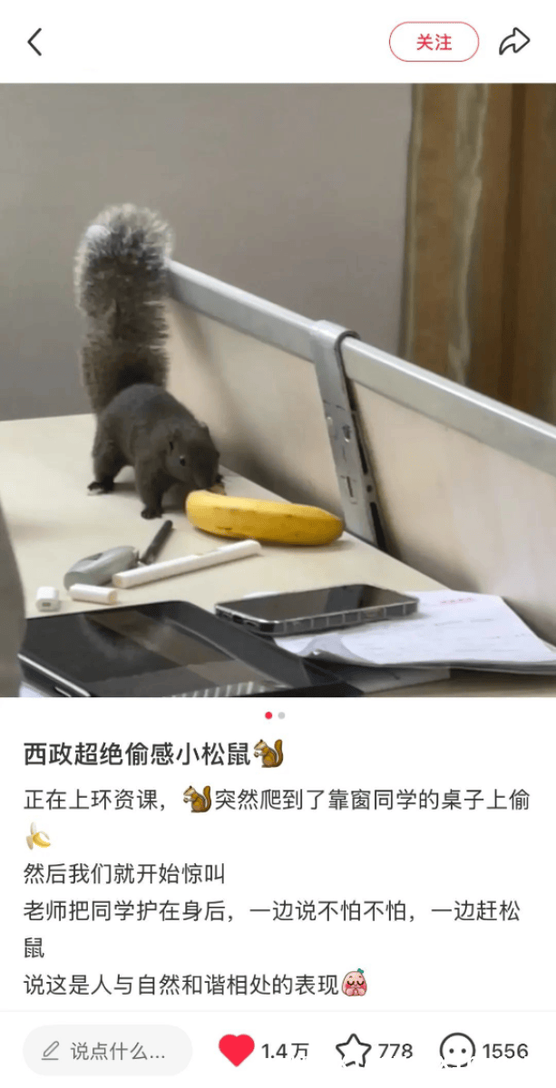武汉理工校园：橘猫、大鹅、松鼠齐登场，可爱来袭！，哇塞！武汉理工这些小动物成校园“宝藏”啦！