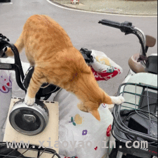 武汉理工校园：橘猫、大鹅、松鼠齐登场，可爱来袭！，哇塞！武汉理工这些小动物成校园“宝藏”啦！