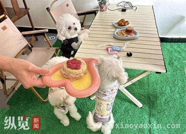 探秘石家庄宠物餐厅：消费升级下的萌宠盛宴