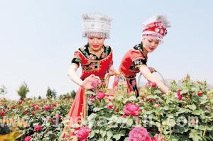 云南“春花茶咖”文旅盛宴，邀您感受别样生活，探寻云南春日密码：花的芬芳，茶咖的醇香