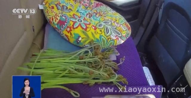 清明高速停车挖野菜，安全与“尝鲜”该如何抉择？，从高速停车采野菜到列车醉酒闹事，出行文明刻不容缓