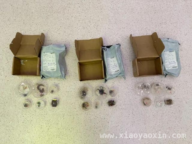 深圳邮局海关破获进境“异宠”走私，9种节肢动物被截获