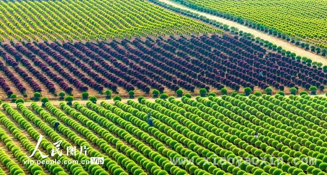 4月1日直击！樟树苗木基地管护背后的乡村振兴密码 江西樟树：花卉苗木产业绘就乡村振兴新画卷