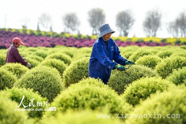 4月1日直击！樟树苗木基地管护背后的乡村振兴密码 江西樟树：花卉苗木产业绘就乡村振兴新画卷