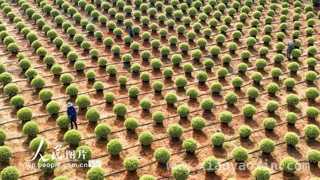 4月1日直击！樟树苗木基地管护背后的乡村振兴密码 江西樟树：花卉苗木产业绘就乡村振兴新画卷