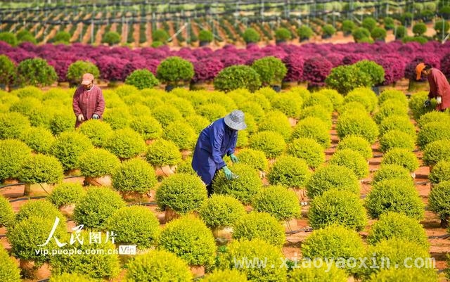 4月1日直击！樟树苗木基地管护背后的乡村振兴密码 江西樟树：花卉苗木产业绘就乡村振兴新画卷