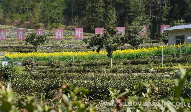 青川白茶开茶季开幕式：一片叶子富一方百姓的生动实践，“唐风宋韵·西湖青川”茶文化盛宴，青川白茶开茶季拉开大幕