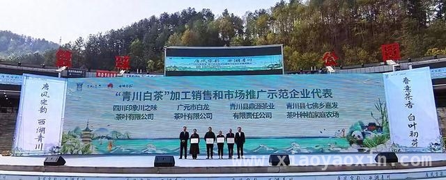 青川白茶开茶季开幕式：一片叶子富一方百姓的生动实践，“唐风宋韵·西湖青川”茶文化盛宴，青川白茶开茶季拉开大幕