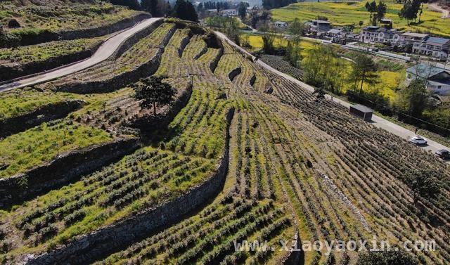 青川白茶开茶季开幕式：一片叶子富一方百姓的生动实践，“唐风宋韵·西湖青川”茶文化盛宴，青川白茶开茶季拉开大幕