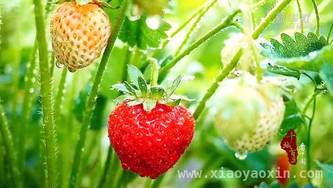 探秘山东滕州“空中果园”：草莓种植新奇迹