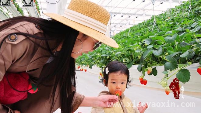 探秘山东滕州“空中果园”：草莓种植新奇迹