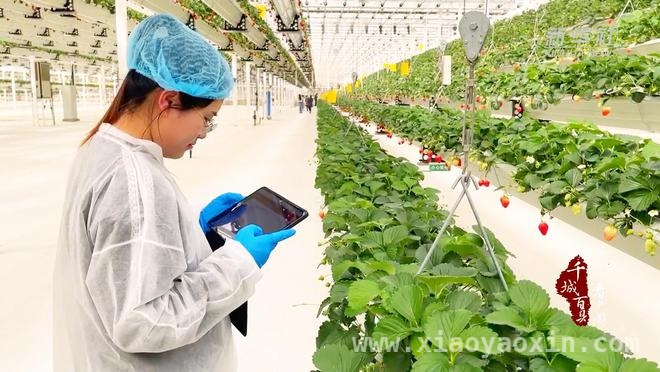 探秘山东滕州“空中果园”：草莓种植新奇迹