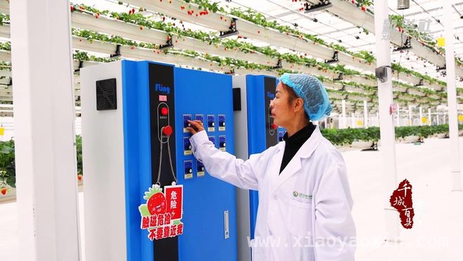 探秘山东滕州“空中果园”：草莓种植新奇迹