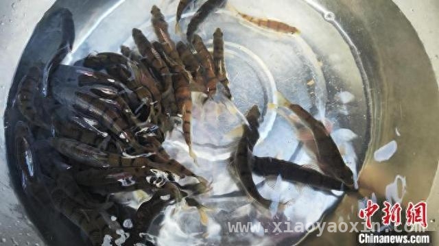 科技赋能，浙江淡水渔业开启智慧养殖新时代