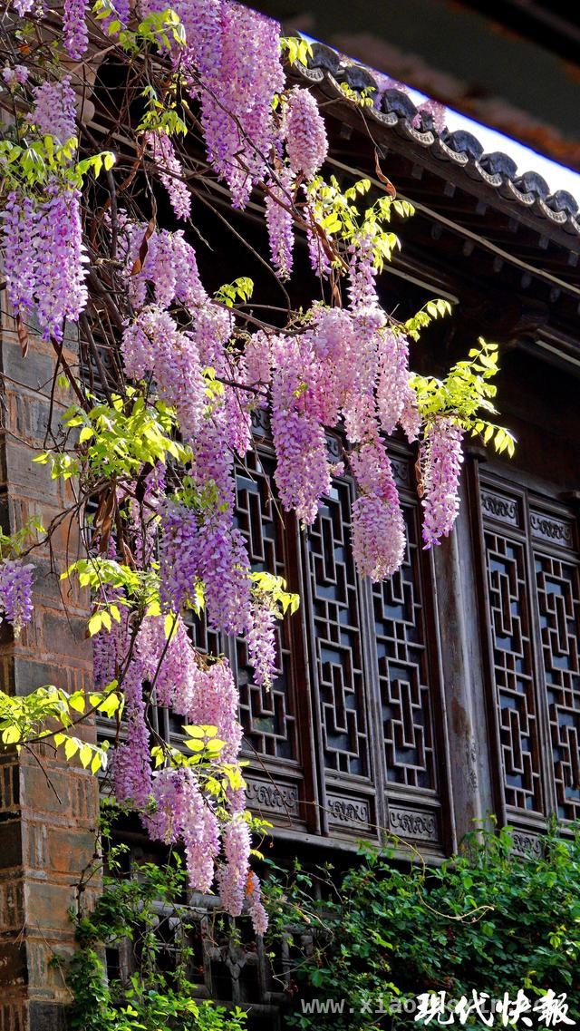 南京紫藤花开，与地标共绘绝美画卷，漫步南京，沉醉在紫藤花的梦幻世界