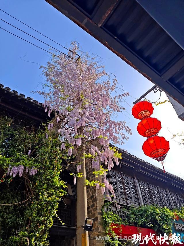 南京紫藤花开，与地标共绘绝美画卷，漫步南京，沉醉在紫藤花的梦幻世界