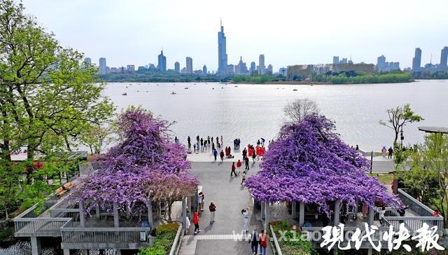 南京紫藤花开，与地标共绘绝美画卷，漫步南京，沉醉在紫藤花的梦幻世界