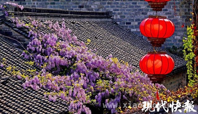 南京紫藤花开，与地标共绘绝美画卷，漫步南京，沉醉在紫藤花的梦幻世界