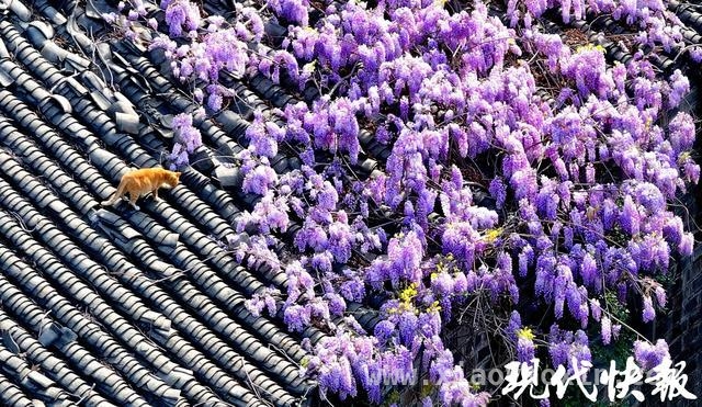 南京紫藤花开，与地标共绘绝美画卷，漫步南京，沉醉在紫藤花的梦幻世界