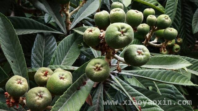 西南石油大学助力凉山金阳务科村枇杷产业焕新颜 换种优质枇杷苗，西南石油大学为务科村乡村振兴添动力