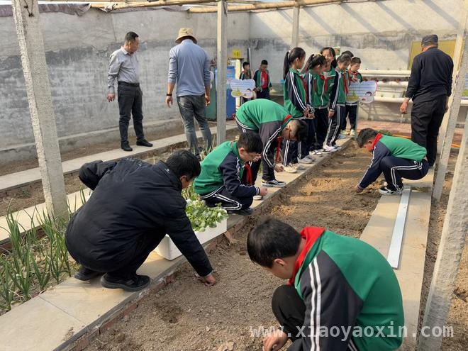 陈庄镇中心小学：春季蔬菜种植活动开启劳动教育新篇