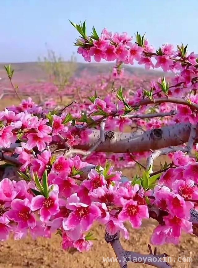 人间四月，邂逅桃花盛景，四月桃花烂漫时，感受生命之美